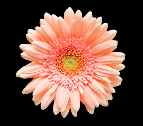 Gerber λουλούδι — Φωτογραφία Αρχείου