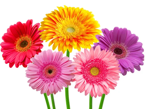 Gerber flower — Stock Photo, Image