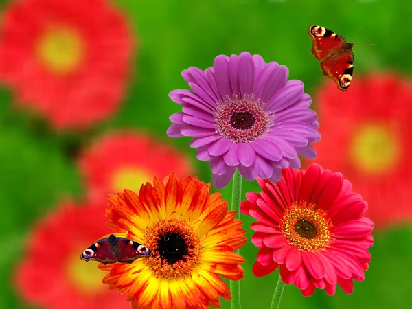 Gerber kwiaty — Zdjęcie stockowe