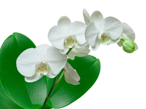 Orchideebloem — Stockfoto