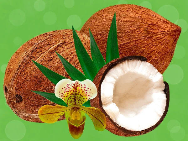 Coconut on green background — Stockfoto