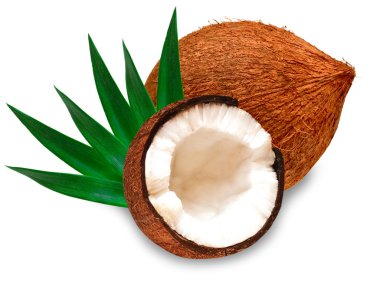 Coconut clipart