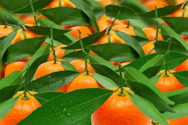 Fresh mandarin background clipart