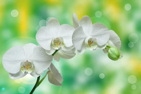 Zbliżenie kwiatu orchidei — Zdjęcie stockowe