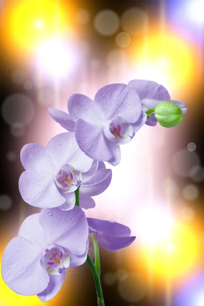 Primer plano de la flor de la orquídea —  Fotos de Stock