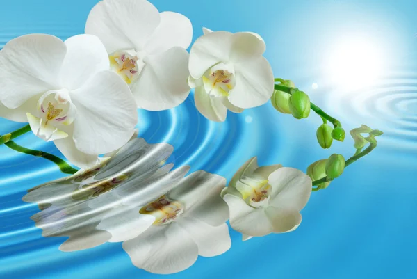 Closeup orchidej — Stock fotografie
