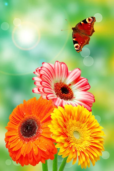 Gerber flowers — Stock Photo, Image