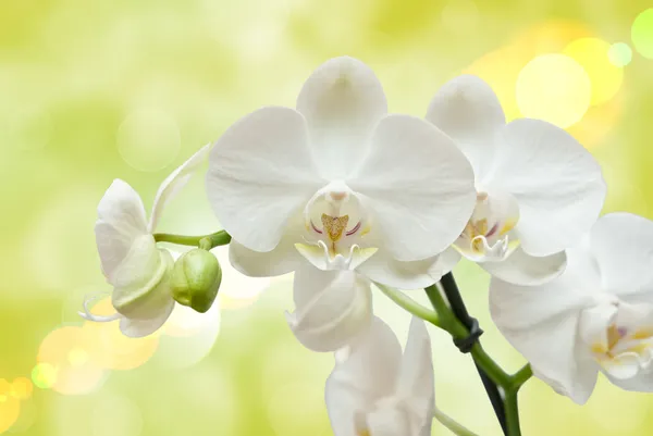 Gros plan de fleur d'orchidée — Photo
