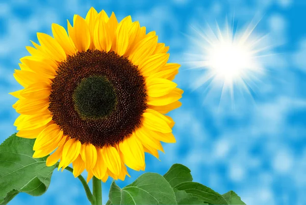 Sunflower against the blue sky — Stock Photo, Image