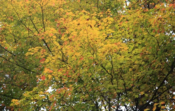 Fond d'automne — Photo