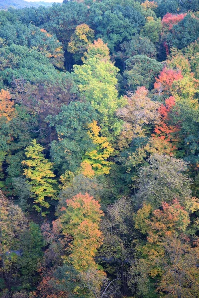 Vista aérea da floresta colorida — Fotografia de Stock