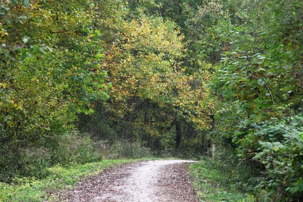 Trail i trä — Stockfoto