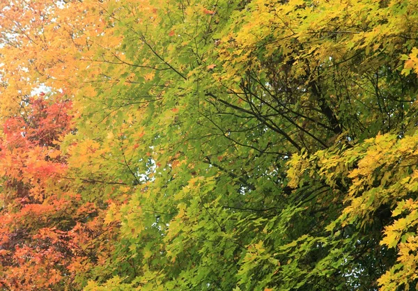Podzimní pozadí — Stock fotografie