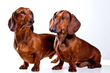 Beyaz arka plan üzerinde izole iki kısa saçlı dachshund köpek