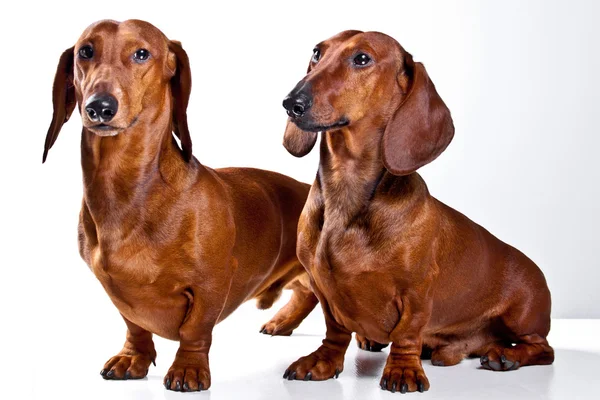 Beyaz arka plan üzerinde izole iki kısa saçlı dachshund köpek — Stok fotoğraf
