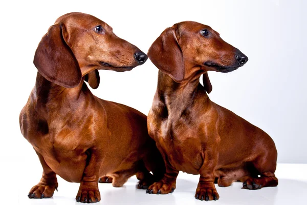 iki kahverengi kısa saçlı dachshund köpekler izole bir görme arıyorsunuz