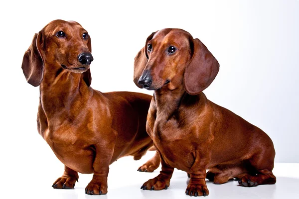 Dos perros Dachshund de pelo corto aislados sobre fondo blanco Fotos de stock libres de derechos