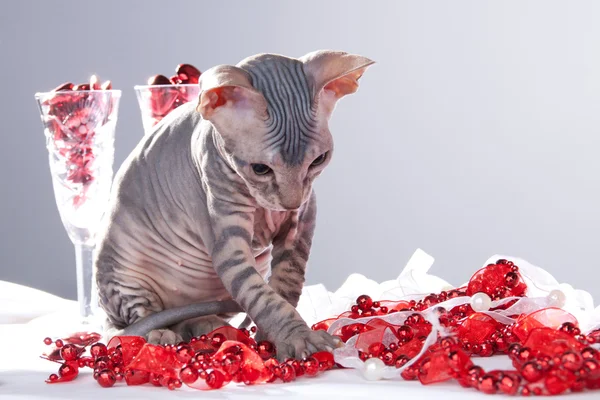 Прекрасный котенок из сфинкса играет с лентами и бусами против очков — стоковое фото