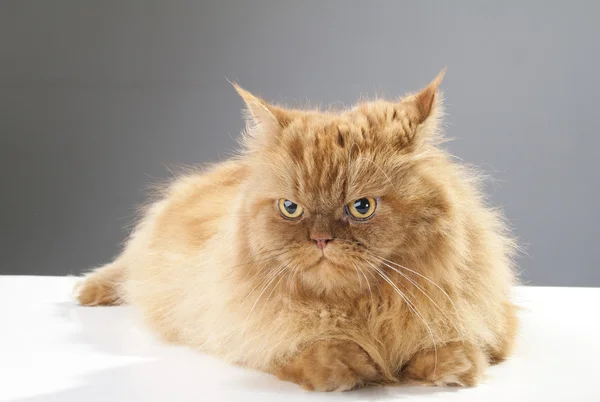 Красивый красный пушистый персидский кот лежит и выглядит серьезно — стоковое фото