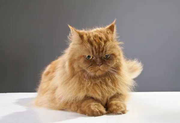 La bella rossa soffice gatto persiano si trova e sembra seriamente un — Foto Stock