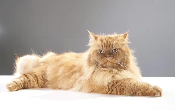 Rojo persa esponjoso gato lyuing y mirando hacia adelante — Foto de Stock