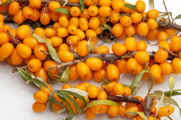 stock image Orange sea-buckthorn with green twig