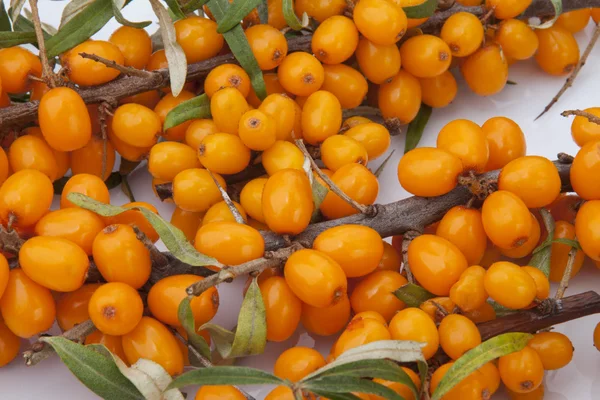 stock image Orange sea-buckthorn with green twig