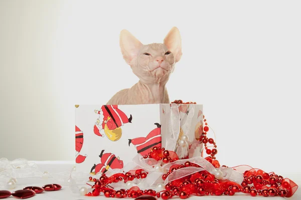 Lovely kitten of sphinx seating in christmas giftbox — Stock Photo, Image