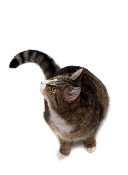 Meraklı minik kedi — Stok fotoğraf