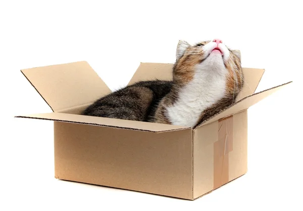 Petit chat en boîte à papier — Photo