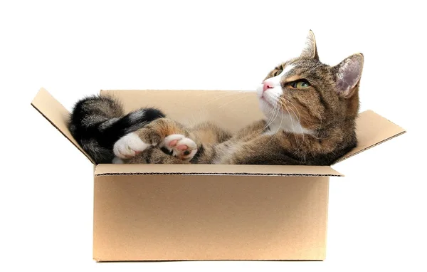 Petit chat en boîte à papier — Photo