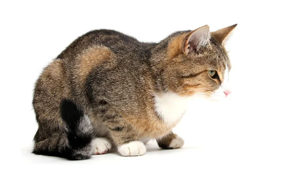 Gato bisbilhoteiro — Fotografia de Stock