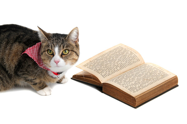 Sweet cat with bandana reading a book