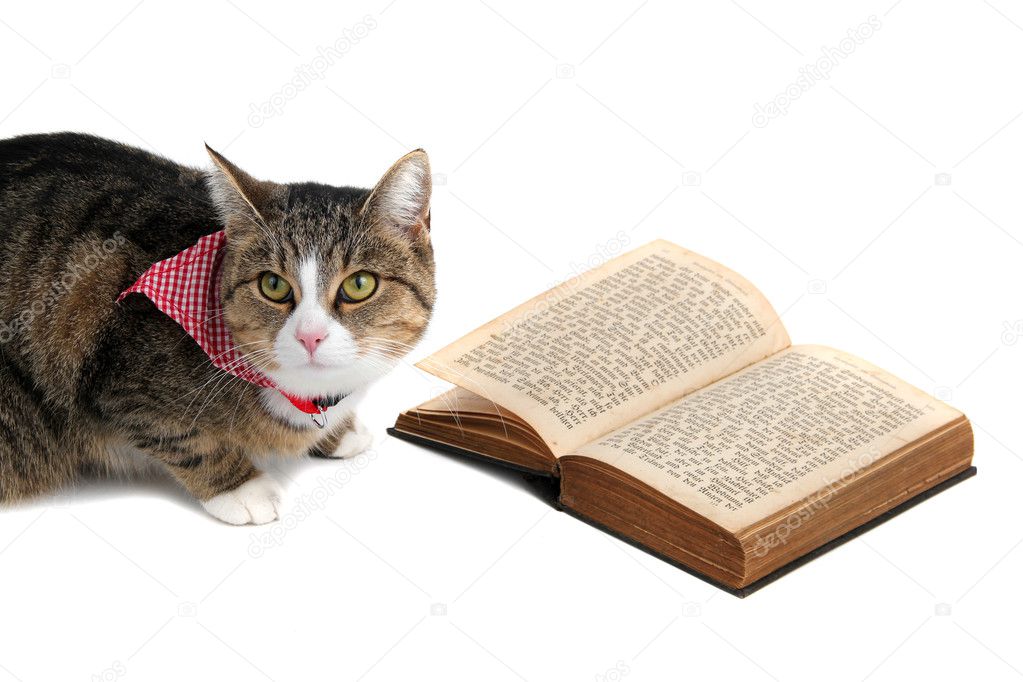 Sweet cat with bandana reading a book