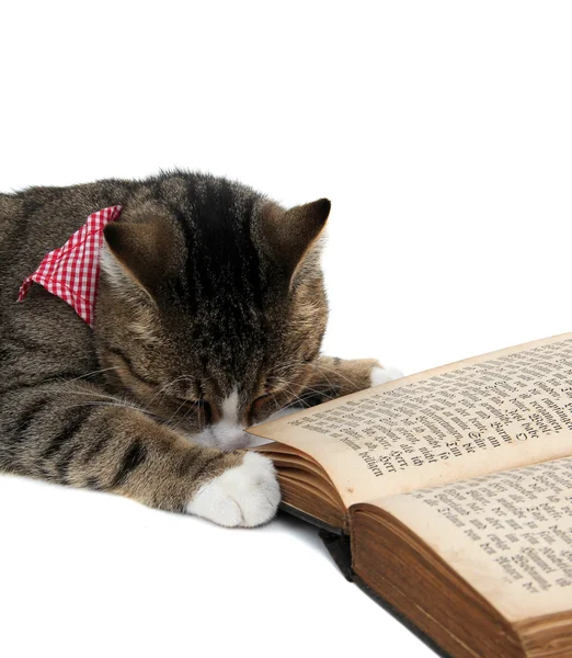 Nice kitty with bandana beside an old book — Stock Photo, Image