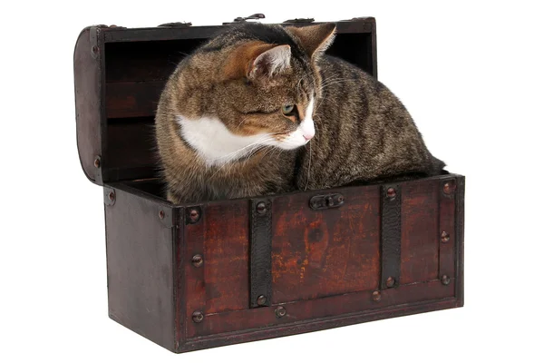 Gri kedi içinde hazine sandığı — Stok fotoğraf