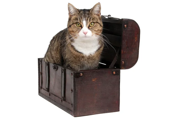 Caixa de tesouro com gato bisbilhoteiro — Fotografia de Stock