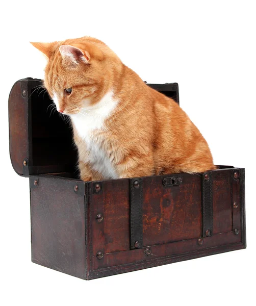 Inquisitive tomcat in chest — Stock Photo, Image