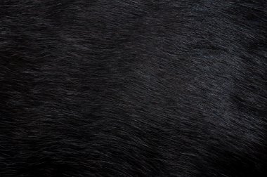 Black fur. Background clipart