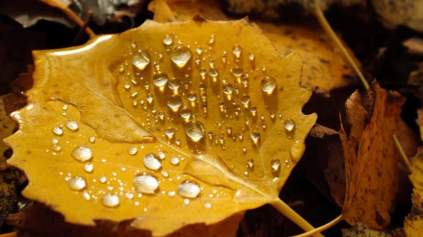 stock image Wet autumn leaf.