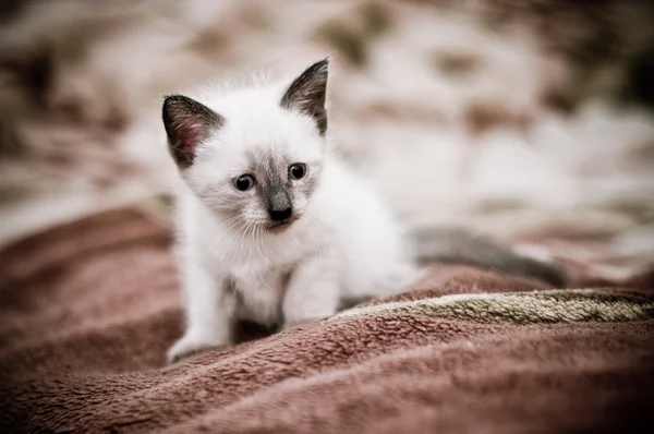 Kleine neugierige Kätzchen. — Stockfoto
