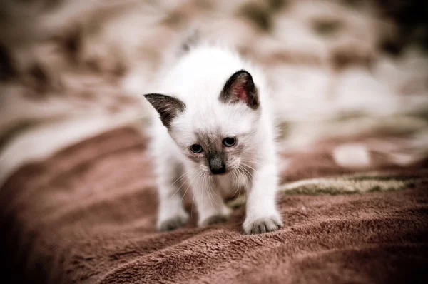 Beetje nieuwsgierig kitten. — Stockfoto