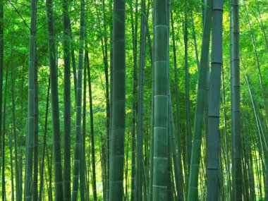 Bambu ormanı