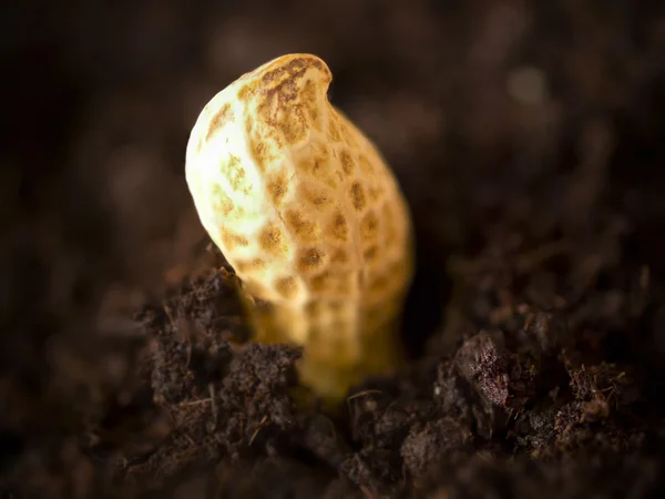 Amendoins em crescimento — Fotografia de Stock