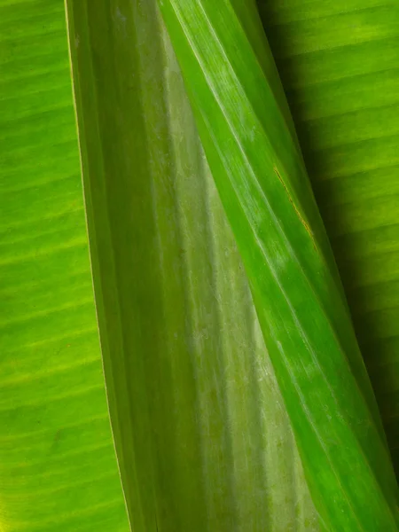 stock image Banana leaf