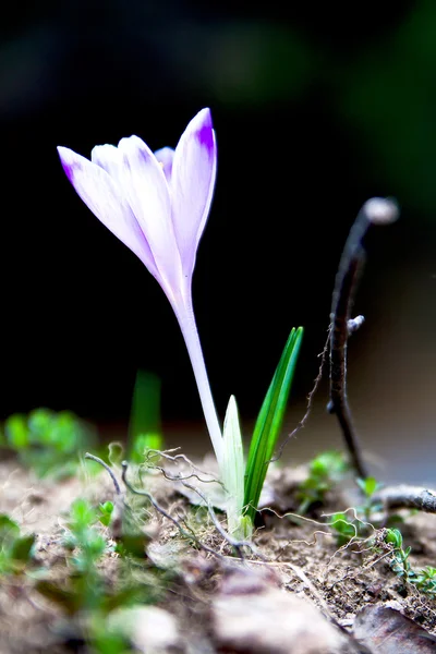 Crocus roxo florido na floresta de montanha primavera — Fotografia de Stock