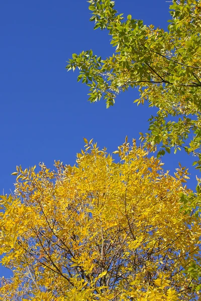 Syksyn lehdet sinistä taivasta vasten — kuvapankkivalokuva