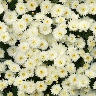 Seamless white chrysanthemums clipart