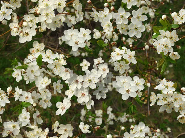 Varrat nélküli virágzás szilvafa — Stock Fotó