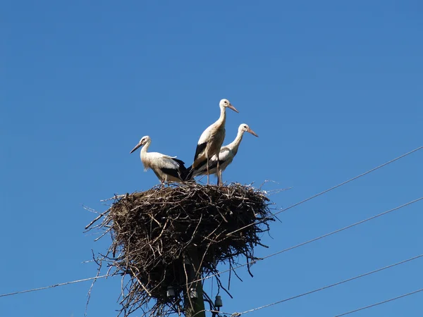 stock image Three storks in a nest